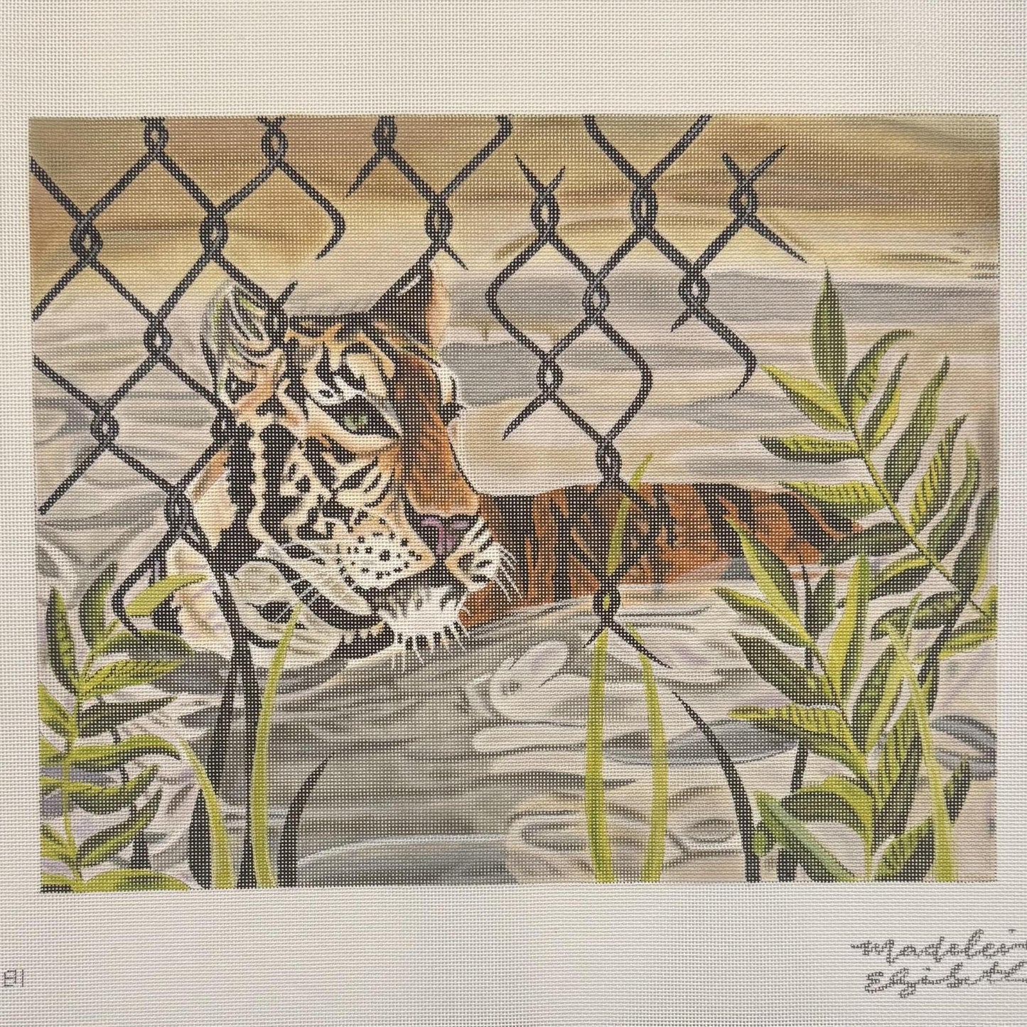 Captive Tiger