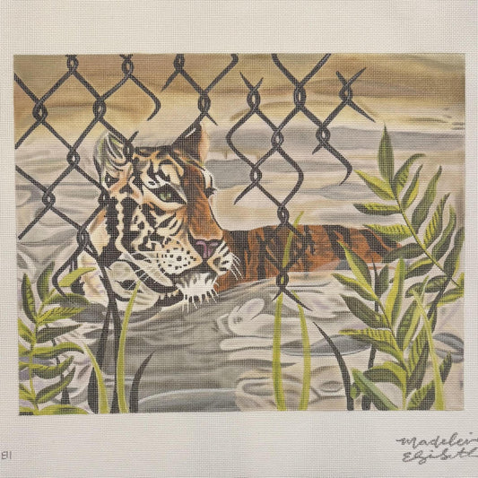 Captive Tiger